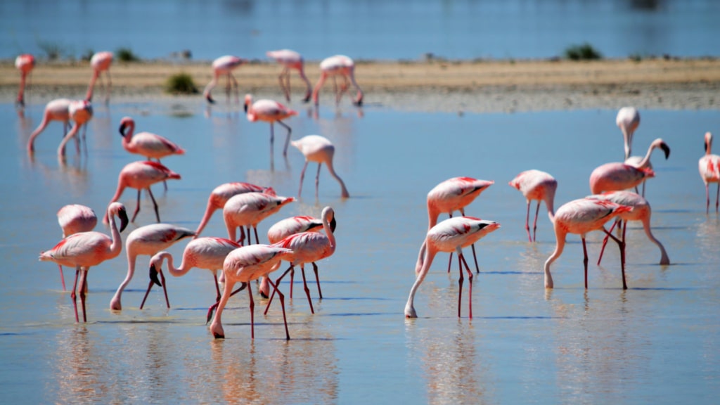 flamingoes on the water, some are bending down with their head in the sand.